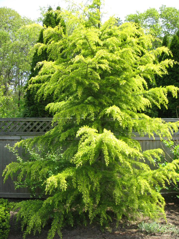 Cedrus Deodara Seeds (Himalayan Cedar Tree) Deodar Cedar